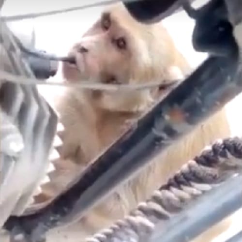 This Monkey drinks petrol from bikes in Haryana 