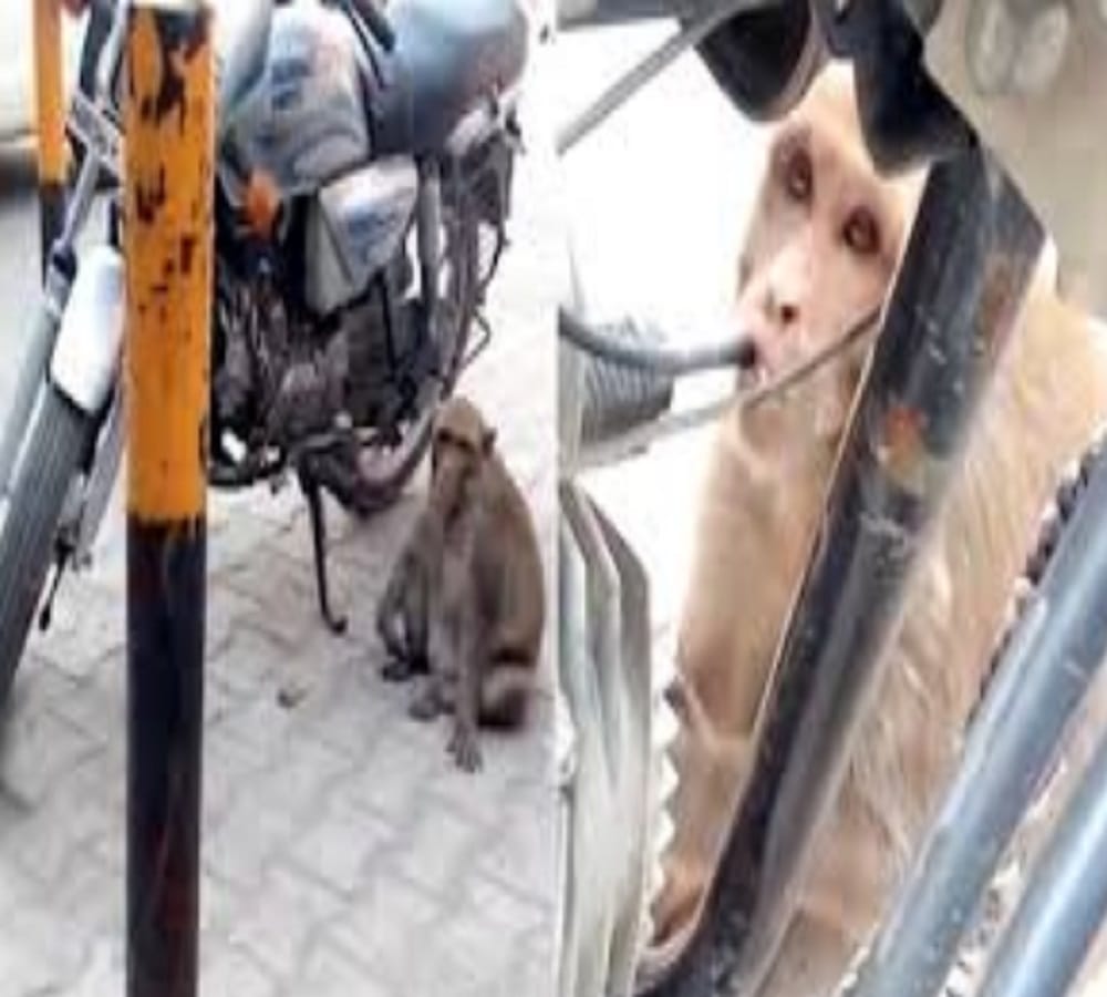 This Monkey drinks petrol from bikes in Haryana 