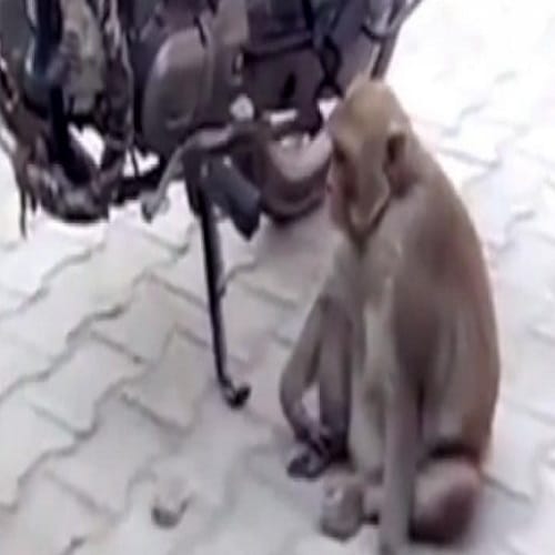 This Monkey drinks petrol from bikes in Haryana 