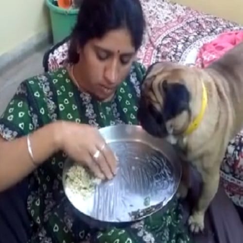 This women having food with dog in one plate video viral on Internet 