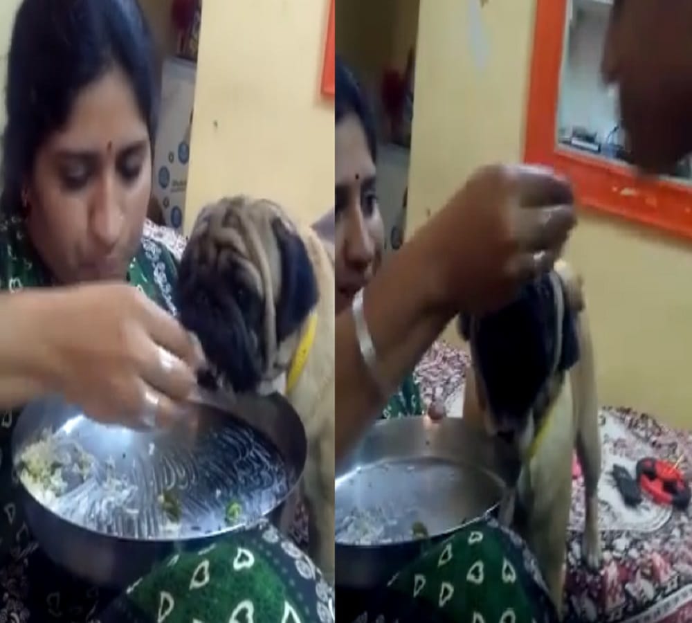 This women having food with dog in one plate video viral on Internet 
