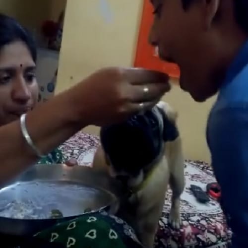 This women having food with dog in one plate video viral on Internet 
