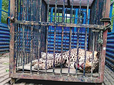 Leopard left in the woods