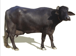 Woman killed in buffaloes