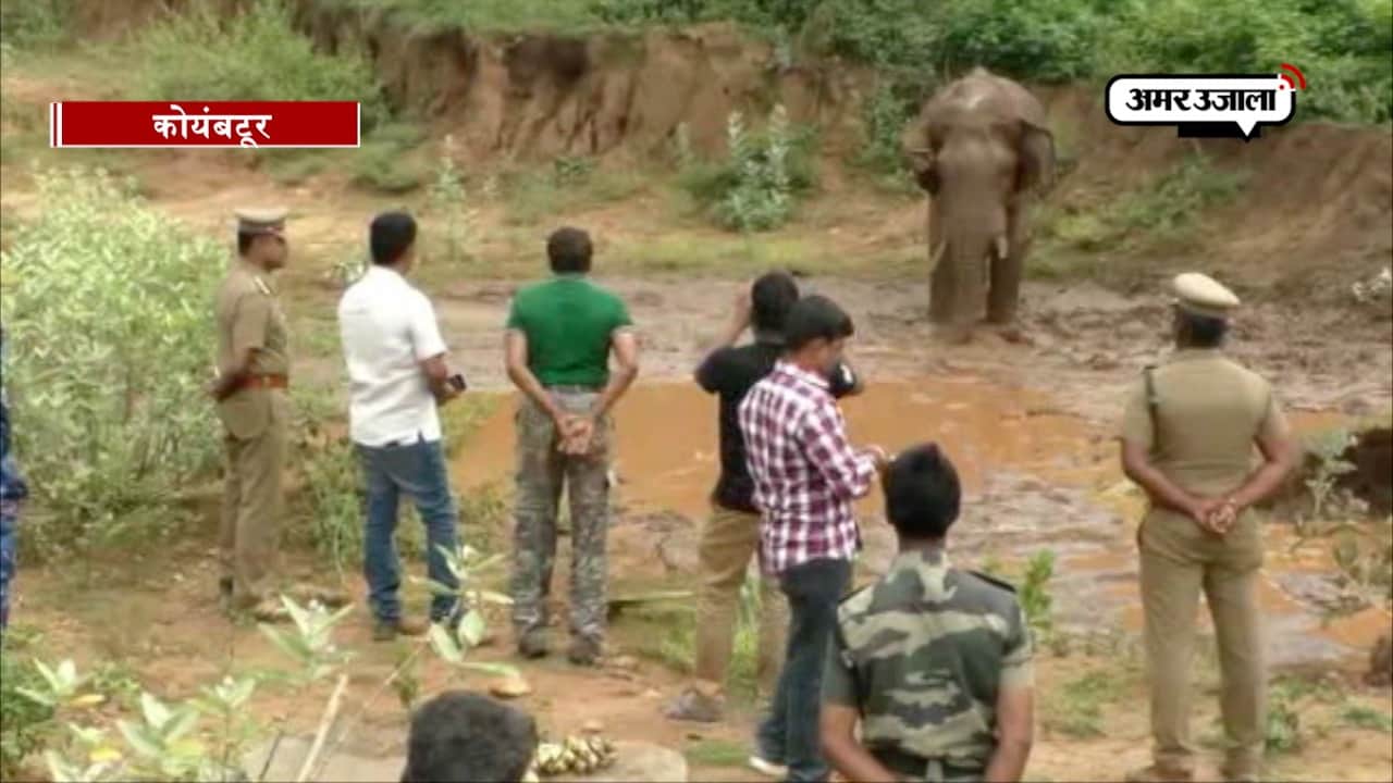 हाथी का रेस्क्यू ऑपरेशन