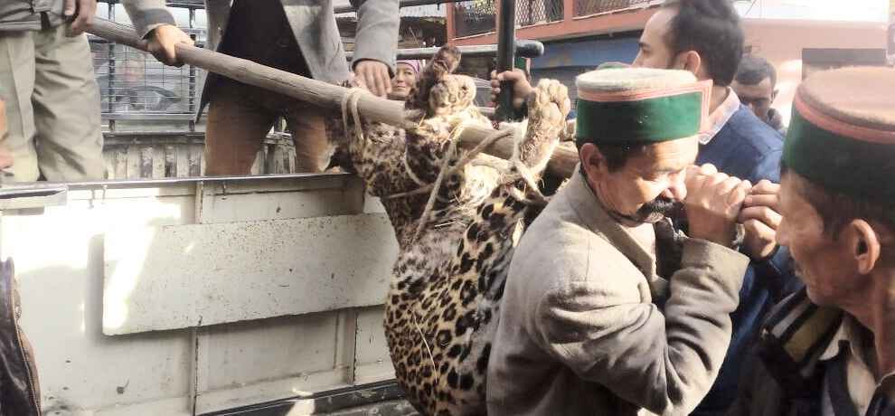 Forest team killed leopard in kinnaur himachal