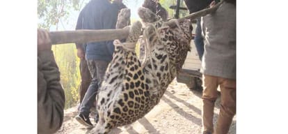 Forest team killed leopard in kinnaur himachal