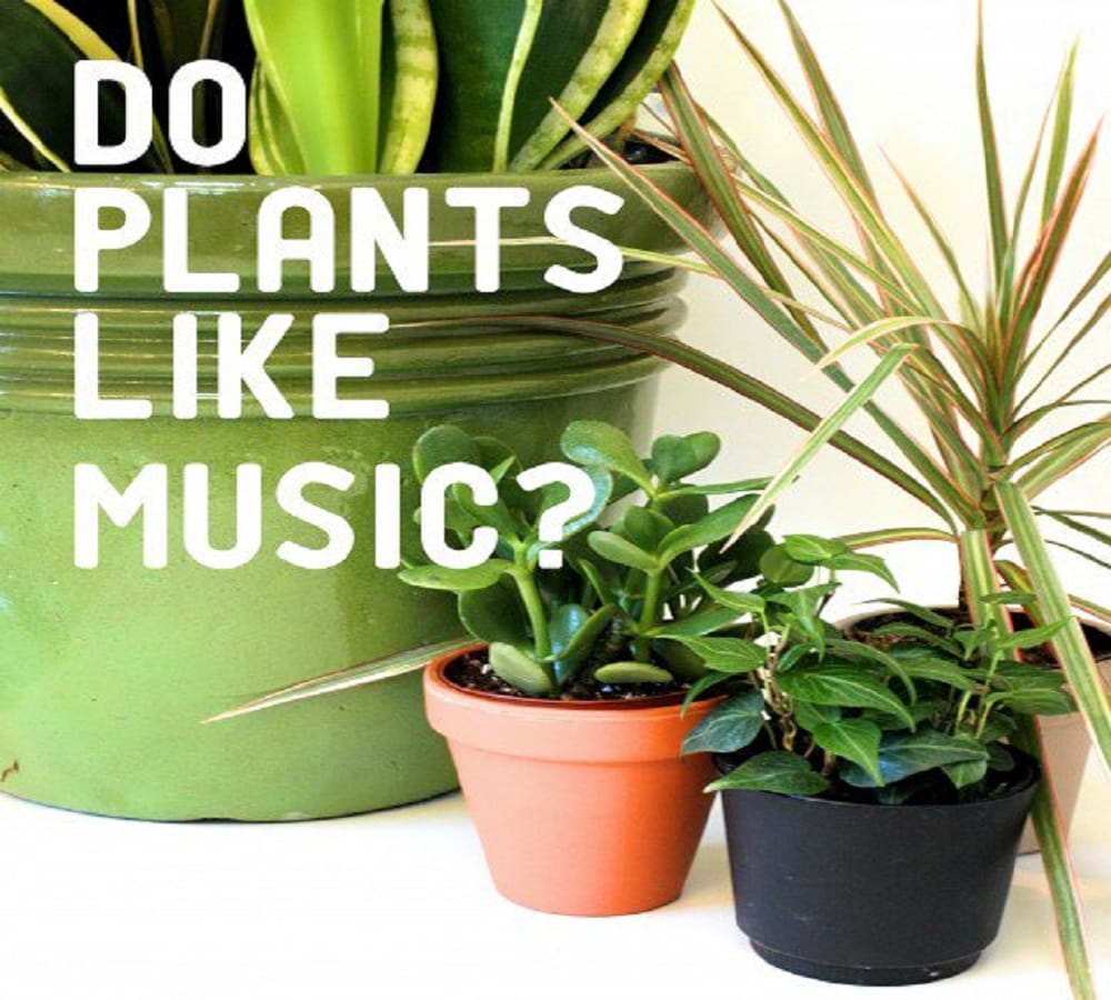 Plants grow faster by playing music