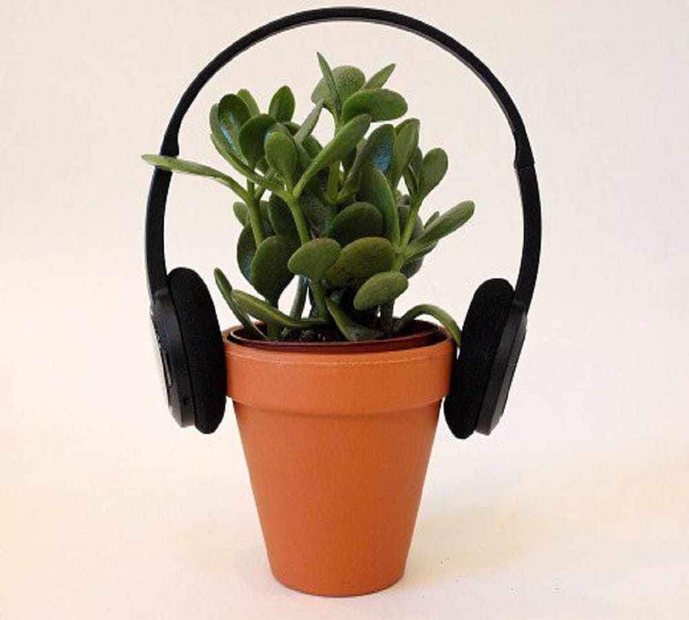 Plants grow faster by playing music