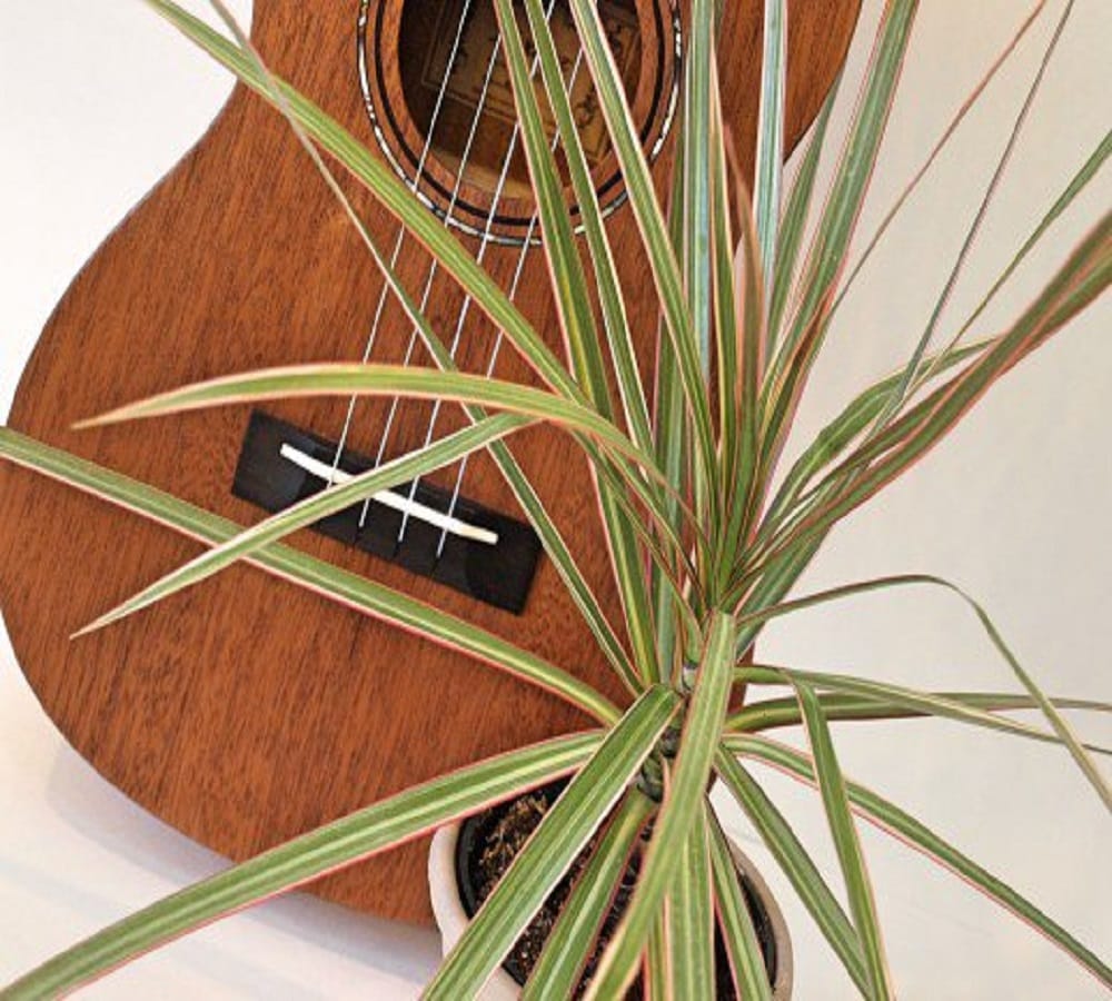 Plants grow faster by playing music