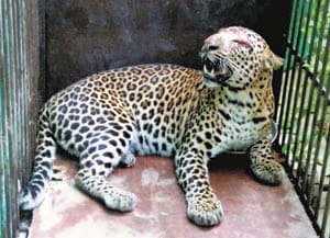 no improvement in situation of leopard