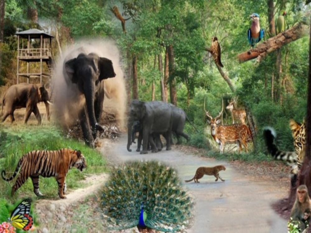 Tourist can do jungle safari in Rajaji Tiger Reserve by Mini bus Now Affordable charges