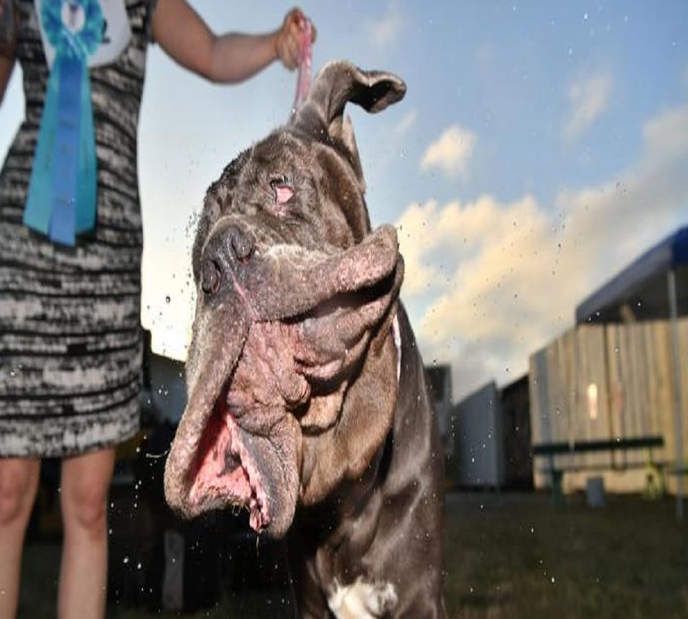 This is the winning title of worlds ugliest dog 