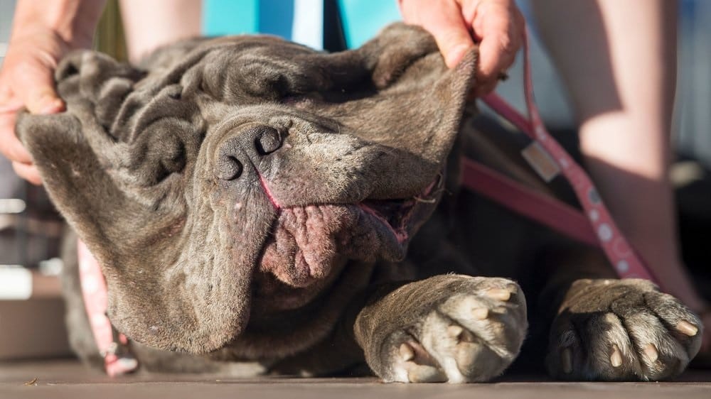 This is the winning title of worlds ugliest dog 