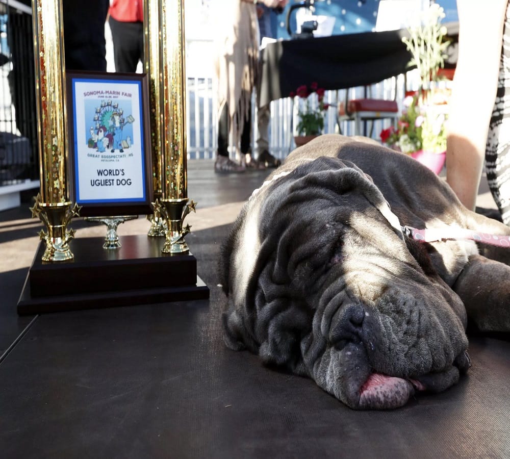 This is the winning title of worlds ugliest dog 