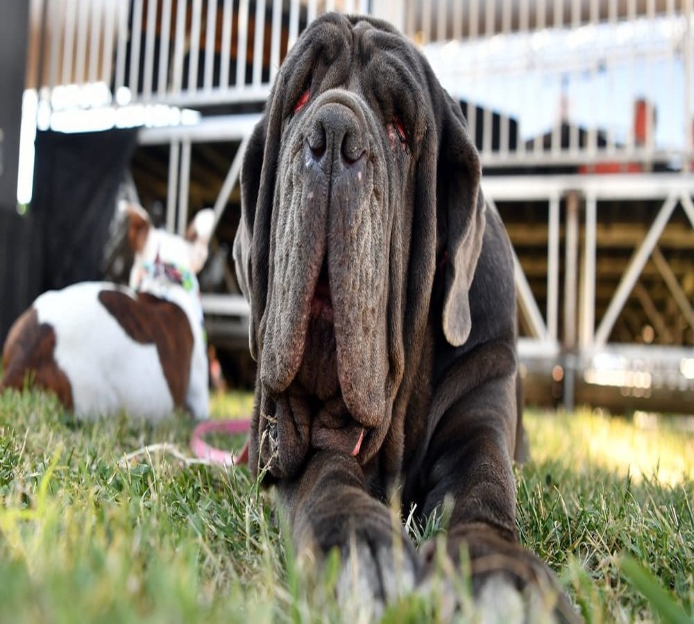 This is the winning title of worlds ugliest dog 