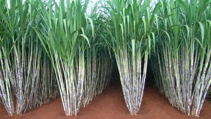 The sugar-cane smuggler will be treated under NSA act