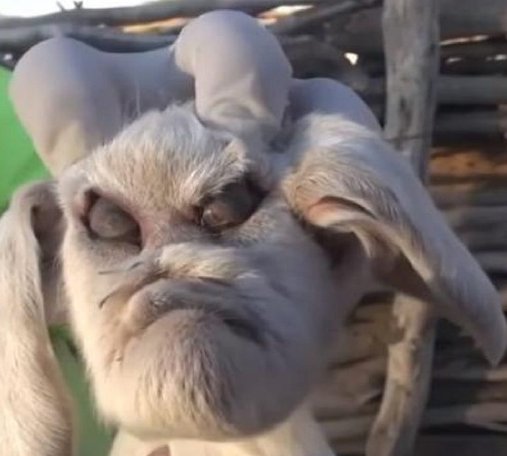 villagers living with fear of a lamb