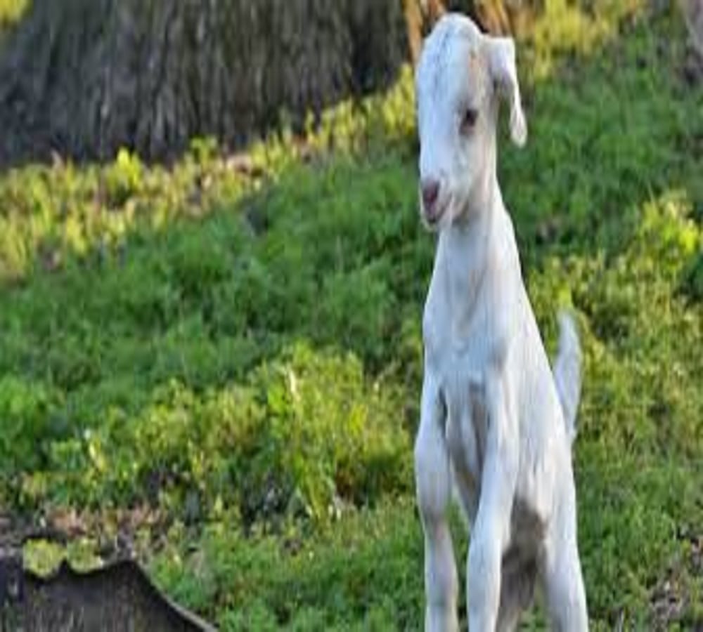 Bizarre story of Goat born with demonic face at San Luis province in central Argentina