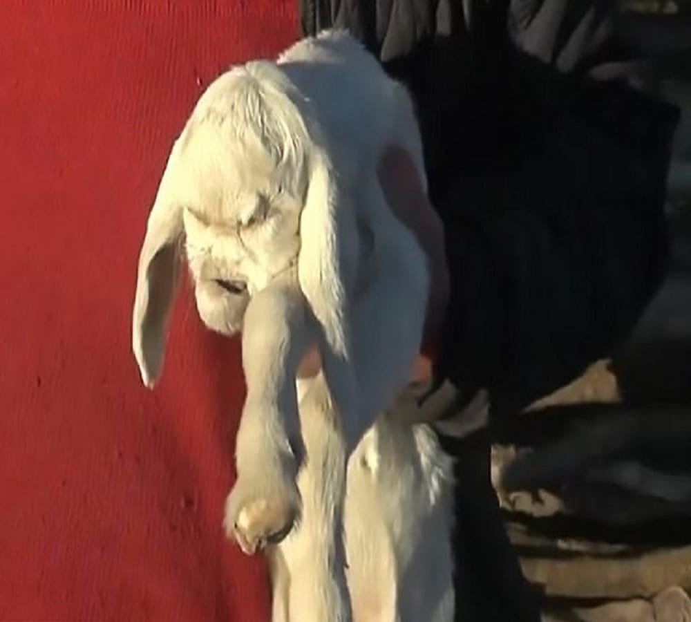 villagers living with fear of a lamb