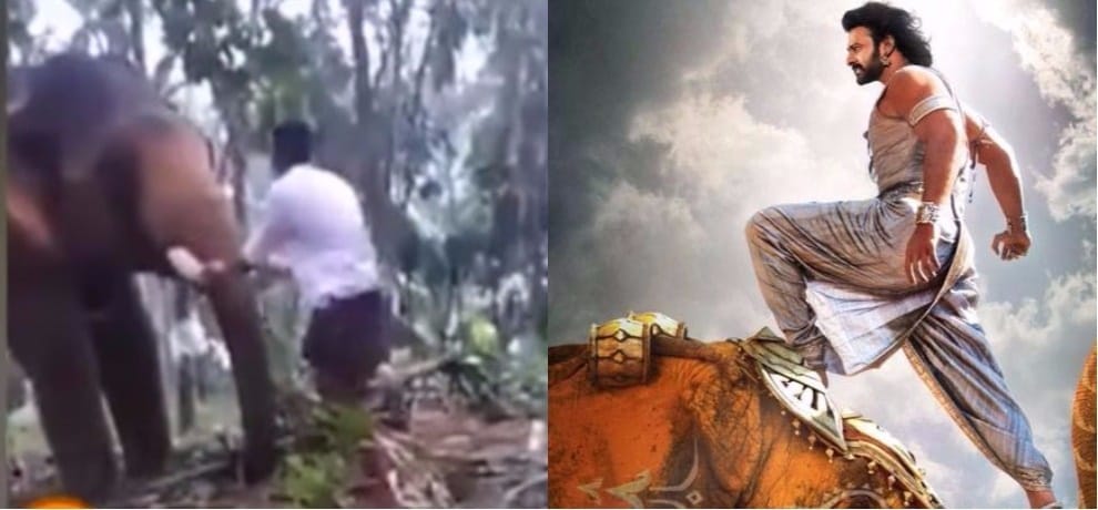 Kerala man tries to kiss elephant Like bahubali prabhas get kicked video