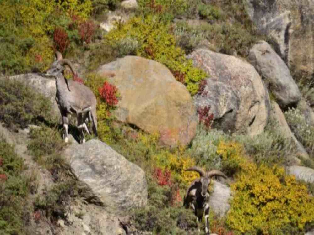 this year tourist broke record of Gangotri National Park