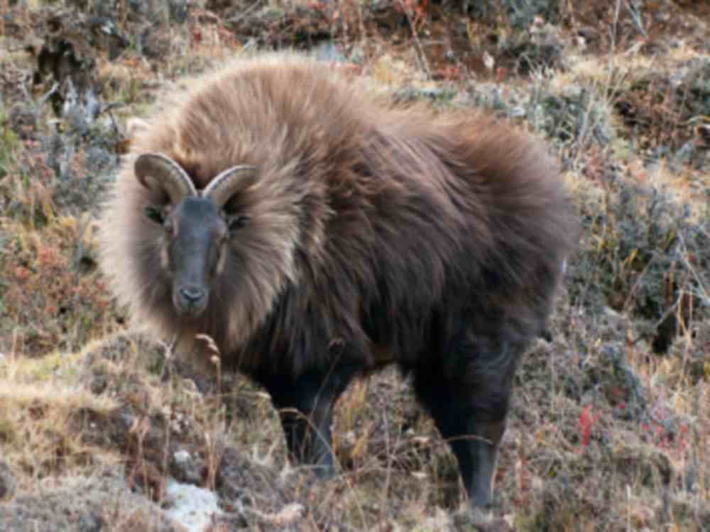 this year tourist broke record of Gangotri National Park
