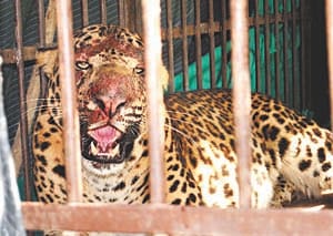 leopard sent to kanpur zoo