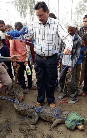 Five Fit Crocodiles found under the farmer's bunk