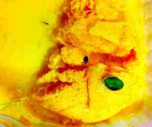 SDM Ordered Rasmalai, found insect in it