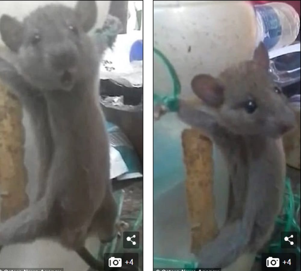 video being viral of a rat who is beating after tied with a jar  