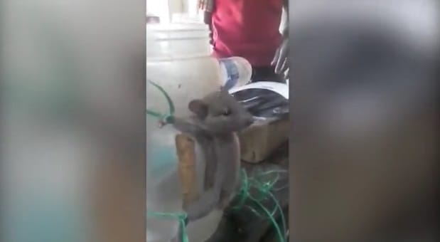 video being viral of a rat who is beating after tied with a jar  
