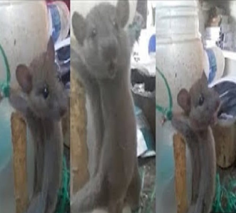 video being viral of a rat who is beating after tied with a jar  