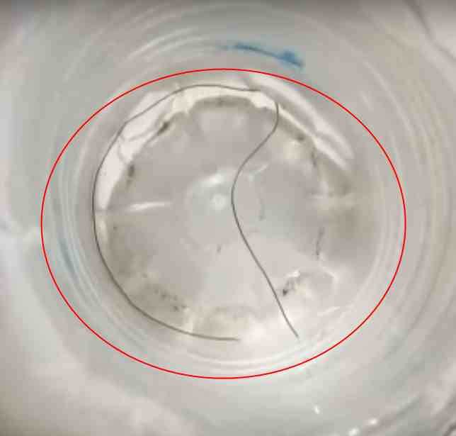 Hazardous Insects called Thread snake found in water tap Bageshwar