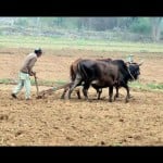 Farmer