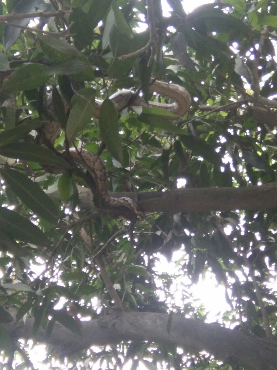 villagers saw 12 feet panther 