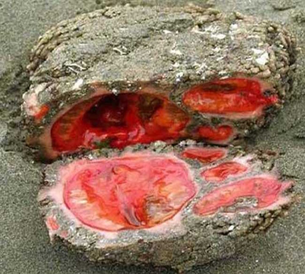 This rock is alive found here