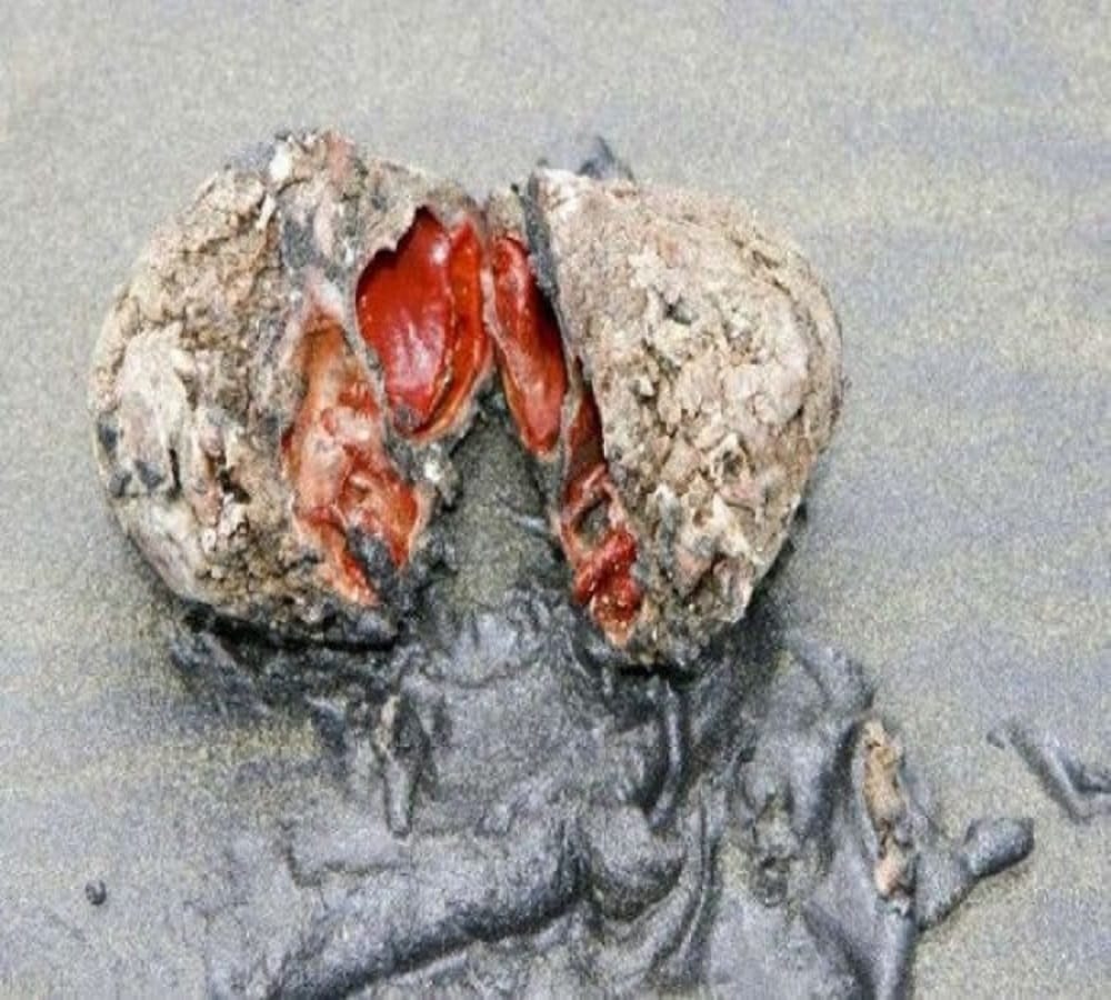 This rock is alive found here