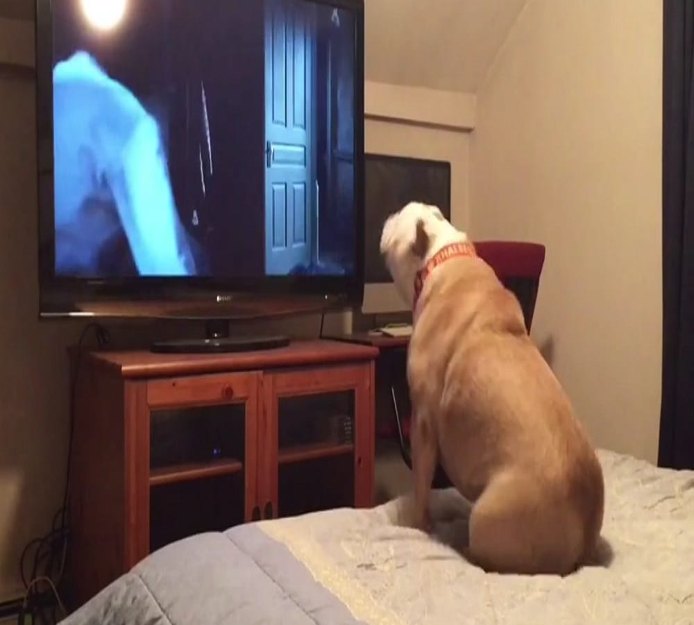 This dog has strange hobbie watches horror movies in closed rooms