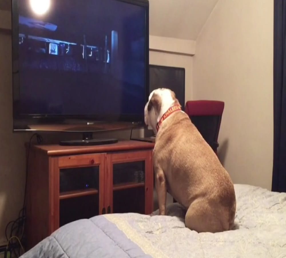 This dog has strange hobbie watches horror movies in closed rooms