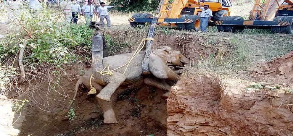 elephant rescued from dry well in ambikapur chhattisgarh