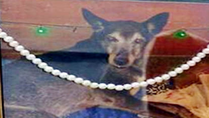 terahvee sanskar after pet dog death