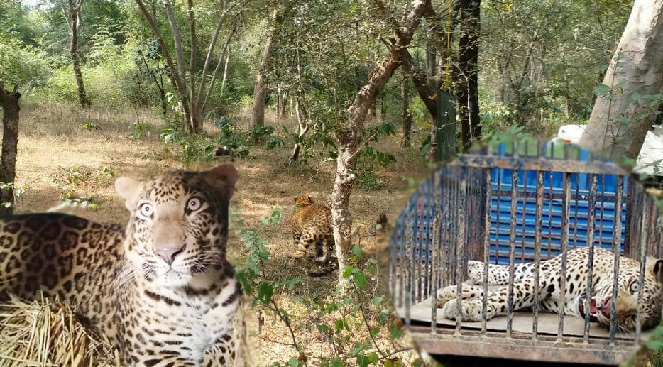 Leopard left in the woods in chitrakut