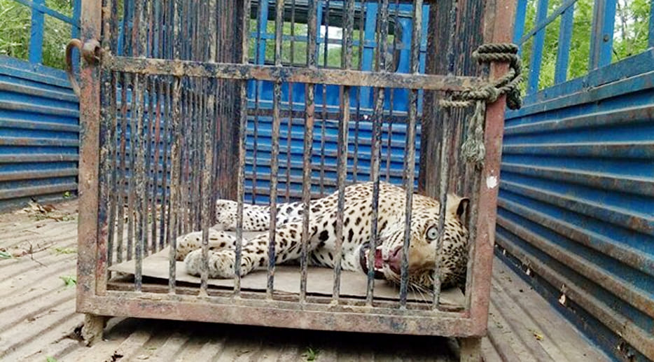  Leopard and dog are locked in bathroom for eight hours