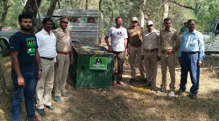 Leopard left in the woods in chitrakut