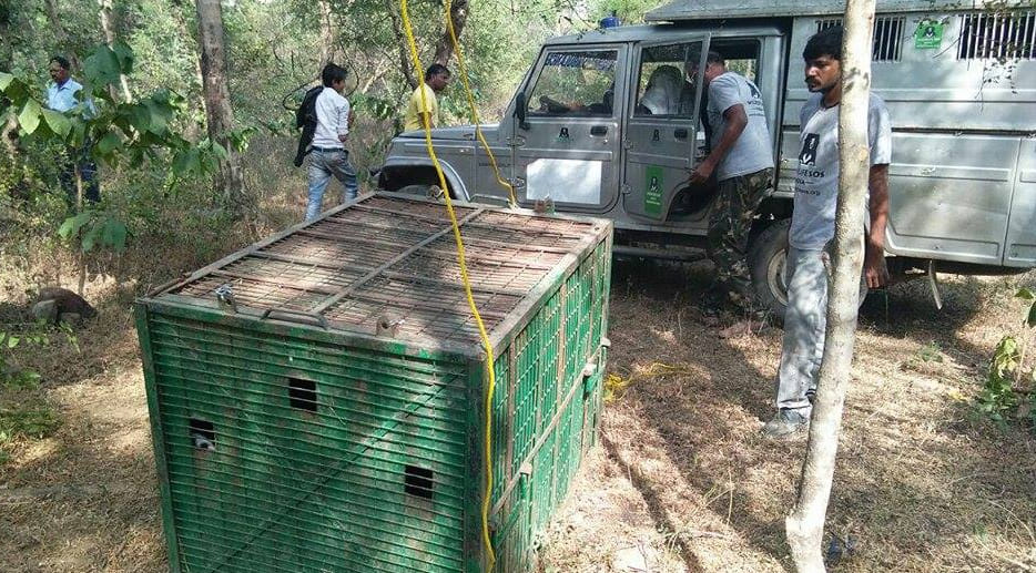 Leopard left in the woods in chitrakut