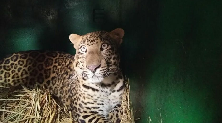 Leopard left in the woods in chitrakut