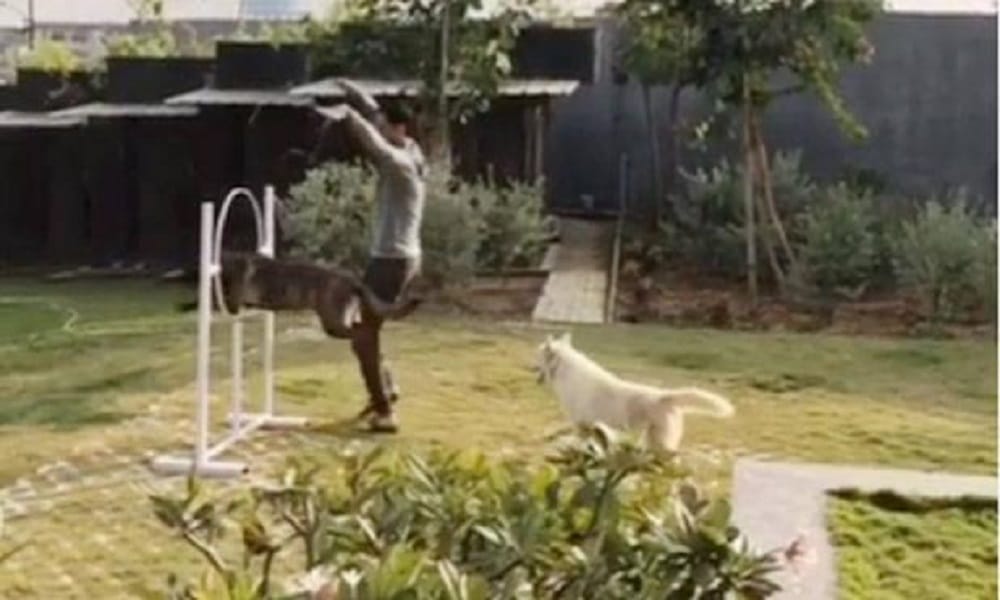 Video:Team india former captain ms dhoni training his dogs, posted on instagram