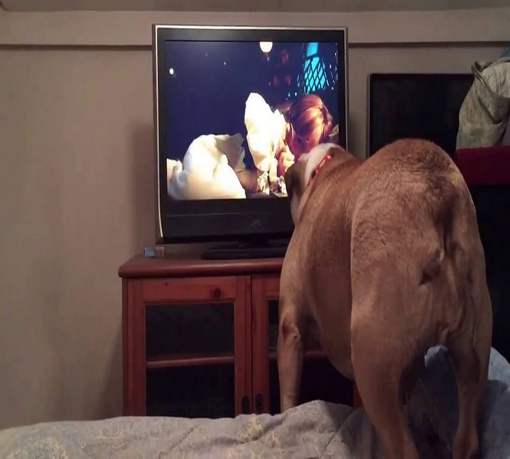 This dog has strange hobbie watches horror movies in closed rooms