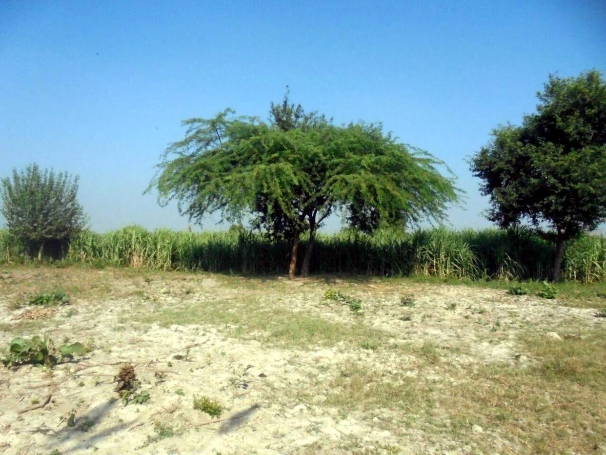 mafia cover forest department land